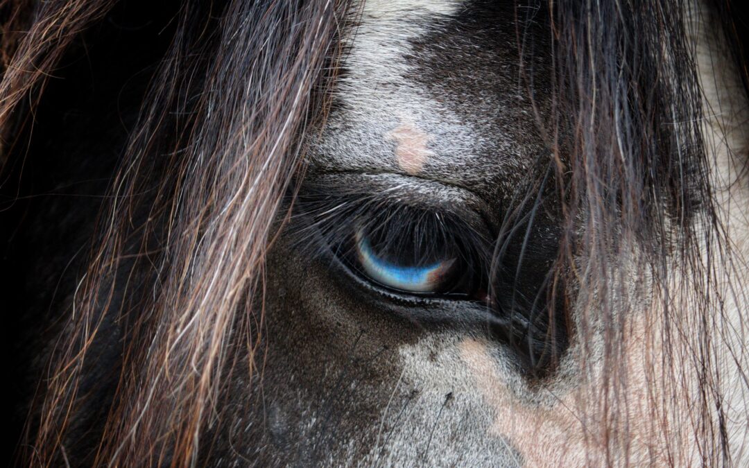 Equicoaching